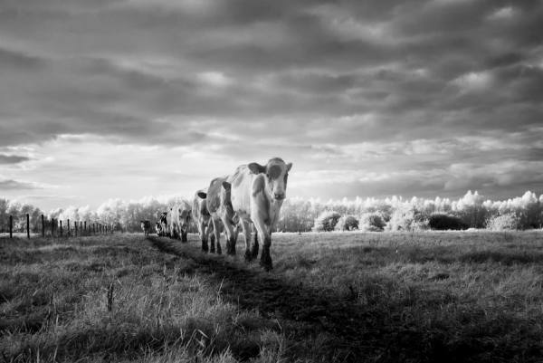 Photograph Gert Van Den Bosch The In Line Cows Infrared on One Eyeland